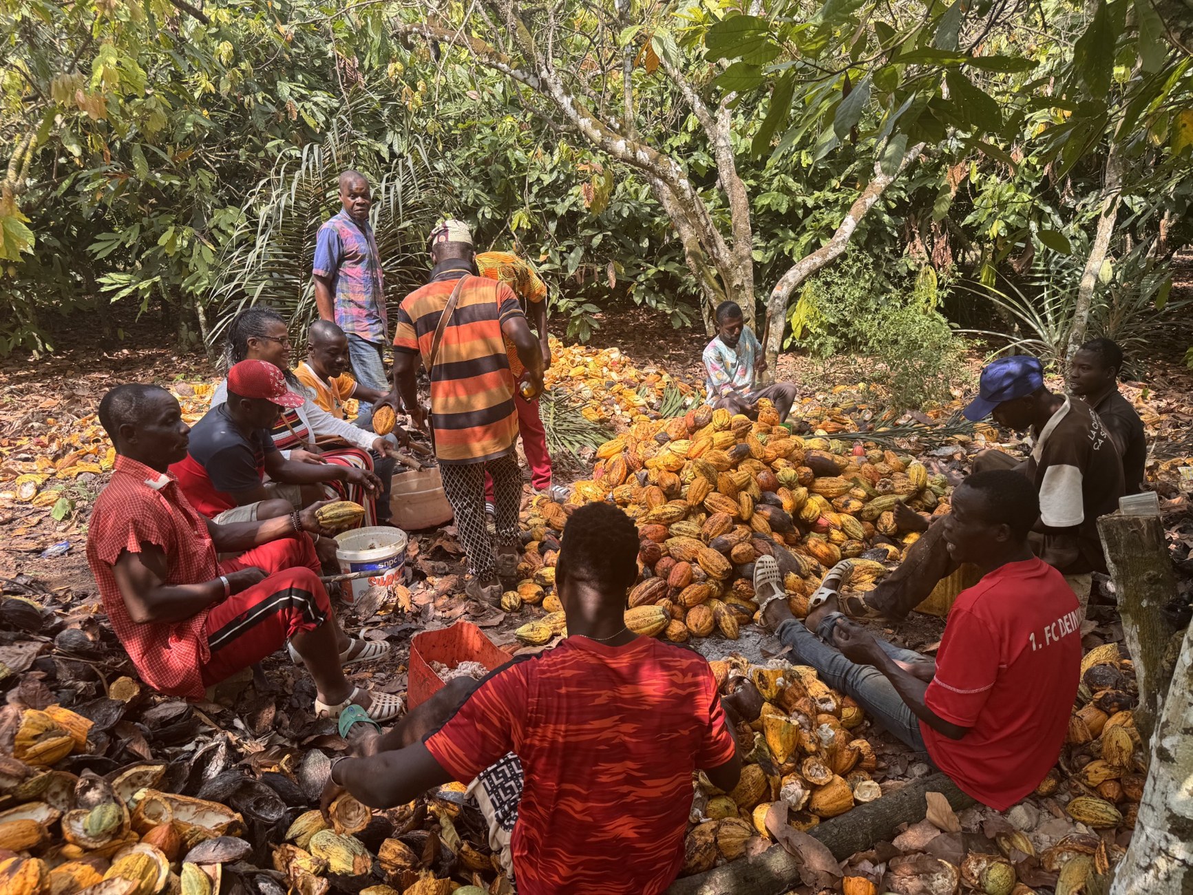 Cocoa harvest workers with gathered cocoa pods