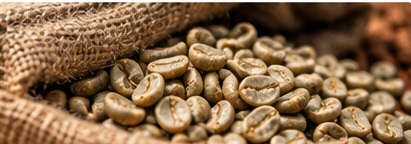 Unroasted green coffee beans