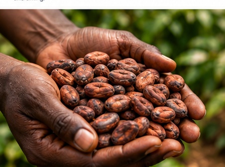 Hands holding cocoa beans