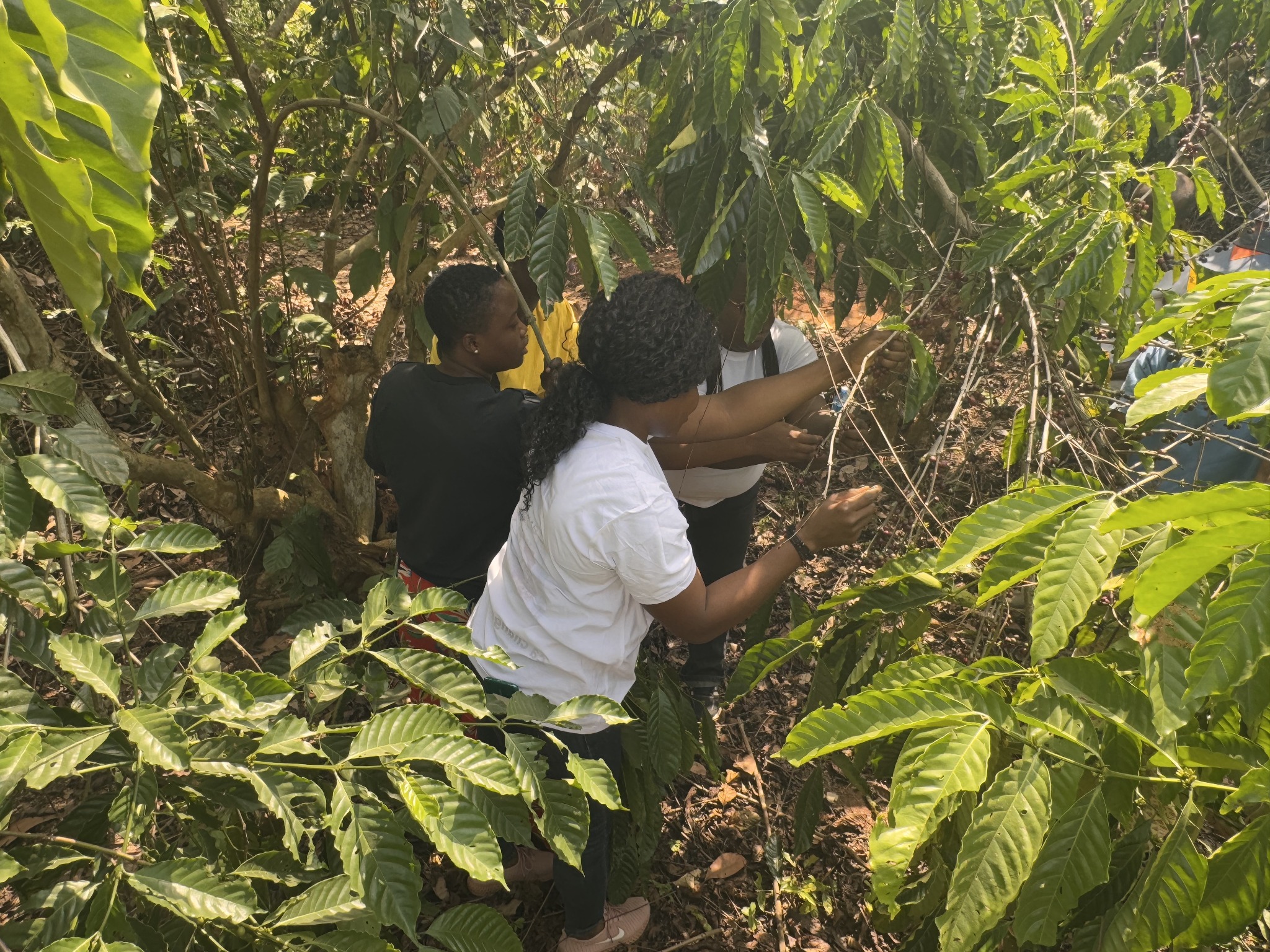 People working among dense farm trees and tropical vegetation in Côte d’Ivoire