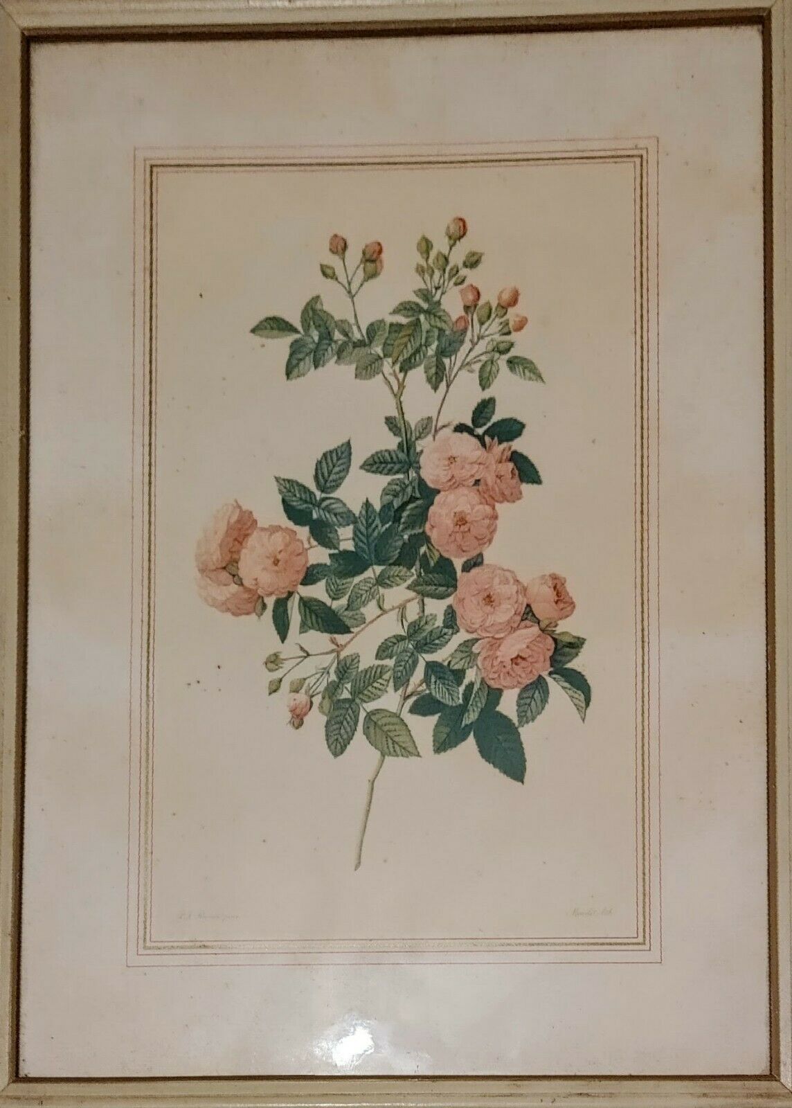 1938 Pierre-Joseph Redoute 'Rosa Multiflora Carnea' Litograph